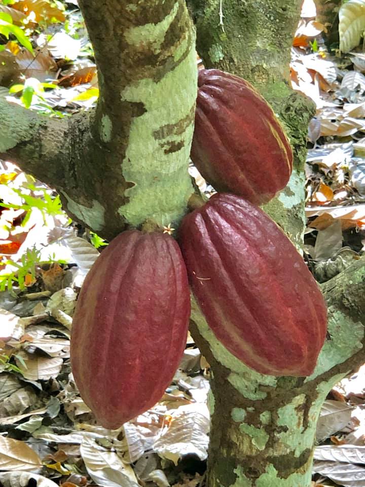 red cacao